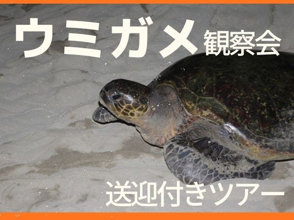 【夜のウミガメ観察会付き】往復航空機利用で行く世界遺産「屋久島」TheHotelYakushima OCEAN&FOREST指定【部屋タイプを選択可能】 4泊5日1
